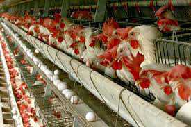 افزایش تولید تخم مرغ