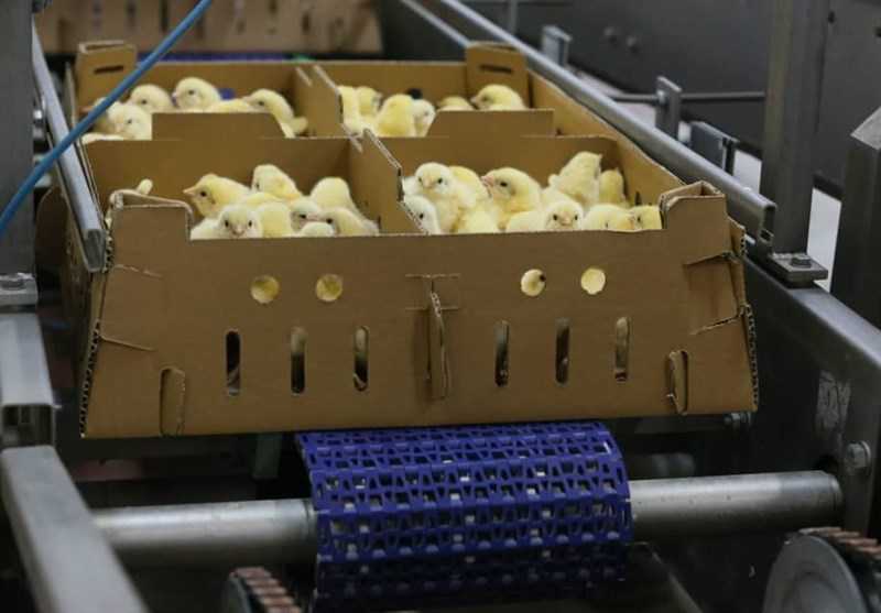 ورود اولین گله جوجه یک روزه تولید داخل مرغ آرین به بازار کشور پس از ۱۵ سال