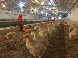 هدف‌گذاری برای خودکفایی در تولید مرغ اجداد و مادری در سال جهش تولید