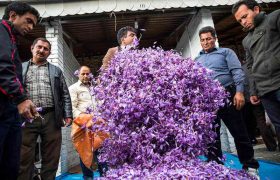 برداشت زعفران در “ششتمد” خراسان رضوی ۳۵ درصد کاهش یافت
