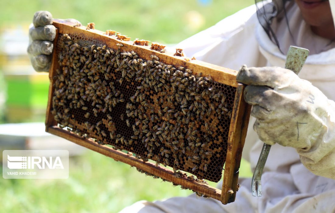 سومین آیین روز جهانی زنبور عسل ۳۱ اردیبهشت برگزار می‌شود