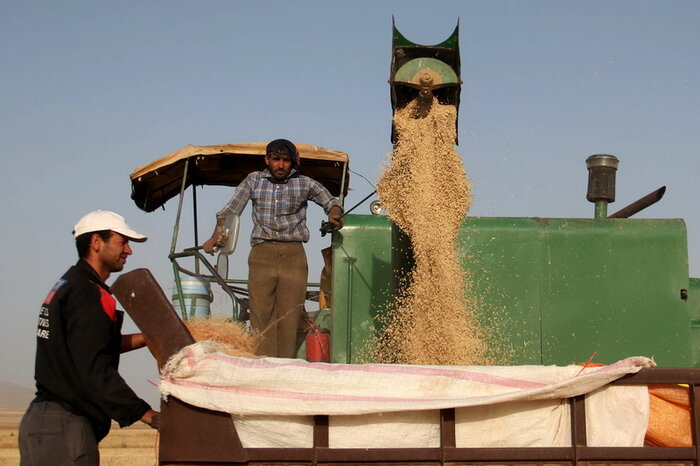 تکلیف سازمان برنامه و بودجه برای تأمین اعتبار خرید گندم مازاد تولیدی کشاورزان