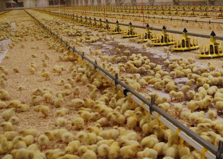 توافق انجمن جوجه یکروزه و اتحادیه مرغداران گوشتی برای کاهش قیمت جوجه به ۱۶۹۰۰ تومان