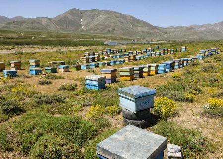 زنبورداران ملزم به رعایت فاصله از زنبورستان‌های مجاور هستند