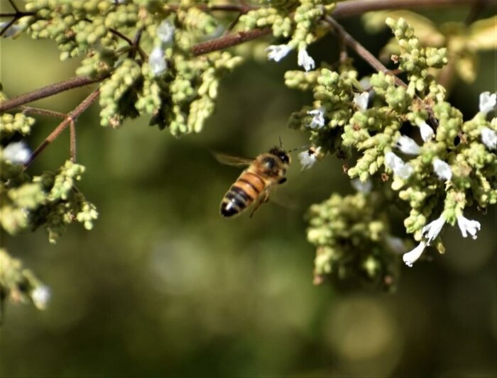نیش سموم کشاورزی بر صنعت زنبورداری مهاباد