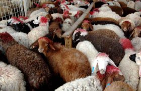 تعادل بازار گوشت؛ با رفع ممنوعیت ورود دام زنده از استان‌های غربی به تهران