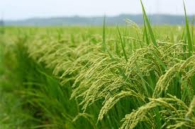 توسعه خشکه‌کاری و کشت مکانیزه برنج در سال آینده/ تولید ۲.۵ میلیون تن برنج سفید