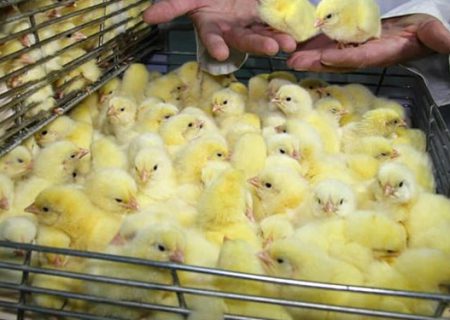 گران فروشی جوجه یکروزه علت افزایش قیمت گوشت مرغ است