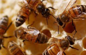 تامین ۲۰ هزار تن شکر زنبورستان‌ها بزودی/ تولید ۱۴۰ هزار تن عسل در سال ۱۴۰۲