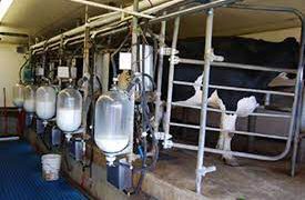 تعیین قیمت شیر خام : ۱۵ هزار تومان / جزئیات