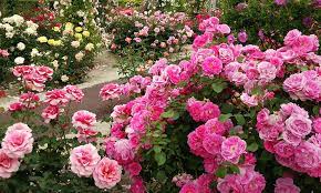 خمین آماده برگزاری دومین جشنواره گل و گلاب است