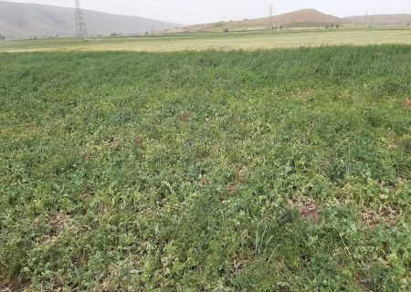 کنترل بیولوژیک آفت پیله خوار نخود در مزارع شهرستان سقز