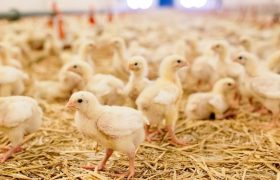 رسیدن ظرفیت جوجه ریزی در مرغداری های کشور به ۱۴۰ میلیون قطعه در ماه