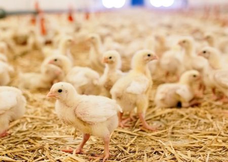 پیش‌بینی کاهش قیمت مرغ با ۲۵۵ میلیون جوجه‌ریزی در خرداد و تیر امسال