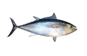 راه‌اندازی سامانه ردیابی‌ ۵ گونه ماهی‌ تن